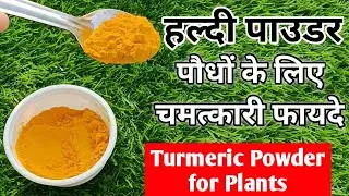 Garden में हल्दी के ऐसे चमत्कारी फायदे.. जानिए हल्दी Powder से पौधे कैसे हो जाते है Super Healthy?