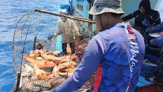 rezeki kerapu strawberi jackpot sebiji bubu 