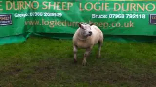Lots 114 - 128 Durno Beltex Shearling Rams