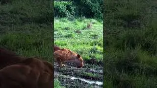Singa Betina di Savana | Lioness in the Wild