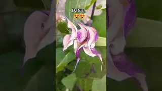 #Datura💜🤍#thornapple🪻🌿 #stramonium#nature #edit #yt #shots #viral #plantlife #purple #flowers 🌸