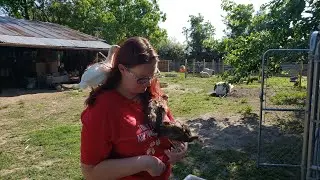 Two new goats, more updates, and moving animals around.