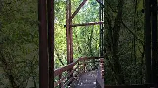 Passeio completo pelo Bosque Zaninelli em Curitiba - 4K