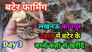 Lucknow Kanpur Unnao me Bater ke bachche kanha se khariden | Bater Farming Day 3 | Bater farming