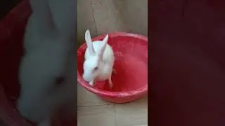 14 August 2023// Rabbit were jump //🐇🐇🐇🐇🐇🐇🐇🐇🐇🐇🐇🐇🐇🐇🐇🐇🐇🐇🐇
