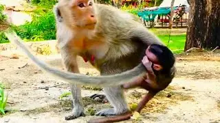 Amazing Motherly Instinct! Sarah Tries Her Best to Pick Up Baby Sario