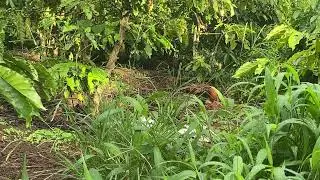 Trap for wild chickens. Decoy chickens crow with an earthy voice
