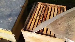 Deschid câțiva stupi...după o lună de ger! Partea 1