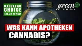 GMP - CANNABIS aus AFRIKA | Bafokeng Choice - Strain Review