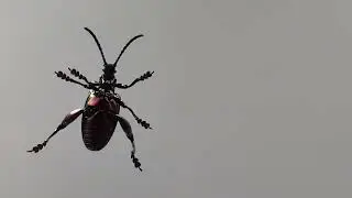 Insectarium et Plan&eacute;tarium de Montr&eacute;al
