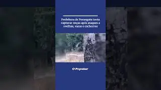 Prefeitura de Porangatu tenta capturar on&ccedil;as ap&oacute;s ataques a ovelhas, vacas e cachorros