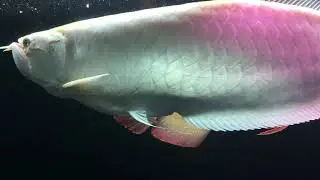Brazilian arowana growth in one year
