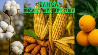 USANZWE URI UMUHINZI MWOROZI DORE INAMA ZAGUFASHA MENYA GUTANDUKANYA CASH CROPS AND FOOD CROPS, FARM