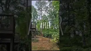 Before and After, Tree Removal in Georgia! #Shorts