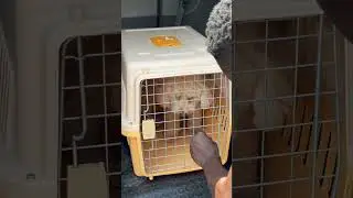 The Pet Hotel Abu Dhabi Transportation service