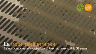 Trota Mediterranea: la riproduzione all&rsquo;Incubatoio di Premilcuore | LIFE Streams
