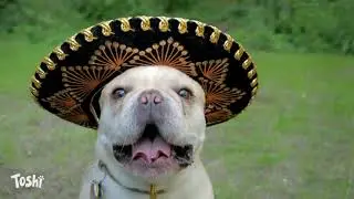 DE - Dog - Toshi