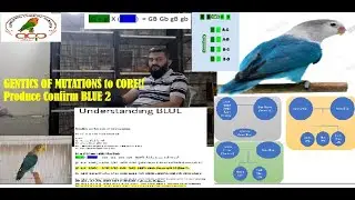 Genetics of Lovebirds from basic/ Produce confirm Blue 2 / What is B2 gene BLUE 1 and B1B2 Parblue.