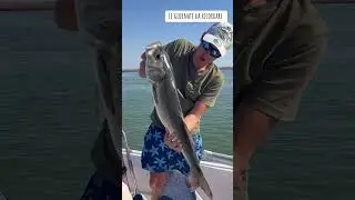 Branzino in laguna di Venezia! Spigola veneta meravigliosa !