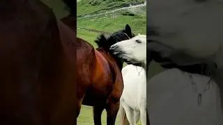 Horses  #shorts #elegantcreatures #youtube #nature