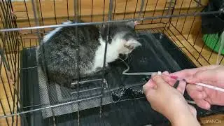 Fluid therapy on infectious disease cat
