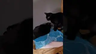 Two black cats (sorry for the heavy breathing) #cat #catsy #catty #catkitty