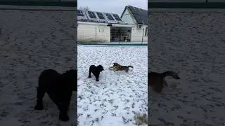 Морозная прогулка Моцарта и Жули ❄️🐶 Собаки отдыхают от хозяев