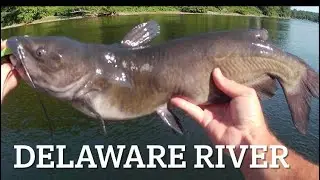 Delaware River fishing report | August (weird catch)