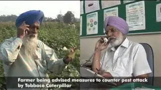 Reviving the Green Revolution -- Integrated pest management on cotton in Punjab