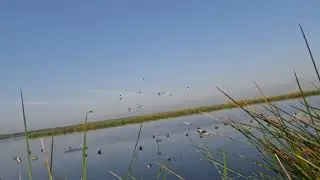 2024 Louisiana Teal Opener