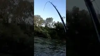 Siluro a Casting: Fox rage pro shad 16cm