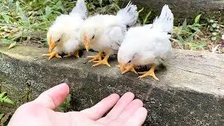 ひよこがお散歩で階段を初体験！