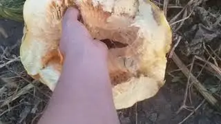 Начало формирования валков 18.08. 2019/The beginning of crop formation
