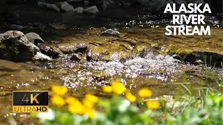 Alaska River Stream To Reduce Stress, Anxiety, and Depression &bull; Rejuvenate the Body, Mind, and Soul
