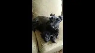 Scottie sings