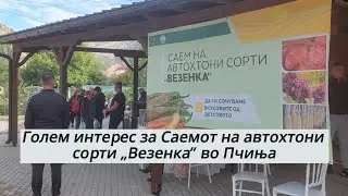 Голем интерес за Саемот на автохтони сорти „Везенка” во Пчиња