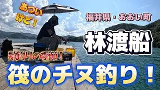 若狭本郷、はやし渡船の筏。数釣りの季節がやってまいりました。餌取りの猛攻をかわし、チヌを引っ張り出します。チヌ釣りはやっぱり楽しいです。