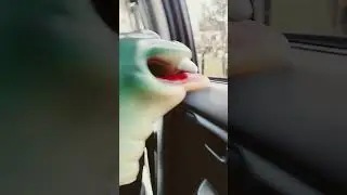 cobra puppet shop
