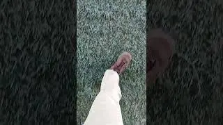 Frozen Grass in Canberra