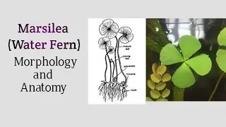 Marsilea morpho, anatomical features.