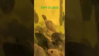 Midas Cichlids Baby Fish Fry 1 year old Growing Up #shorts
