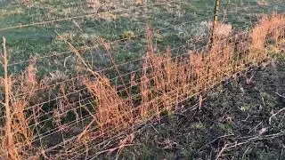 Turning A Cow Fence Into A Sheep Fence