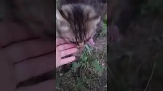 #деревня ,кот Вася и ёжик 🦔