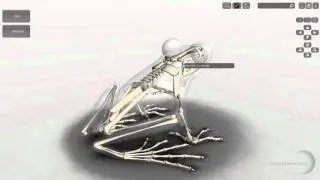 Software 3D Frog Skeleton Anatomy for Desktop
