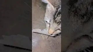 Tobat ngomong kasar #cat #funny