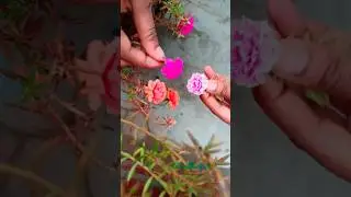 How to Change the Color of Portulaca 9 O'clock Flower | Easy Gardening Tips