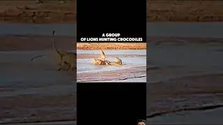 lion Vs Jaguar #trending #shorts #short #animals #lion #jaguar #wildl ...
