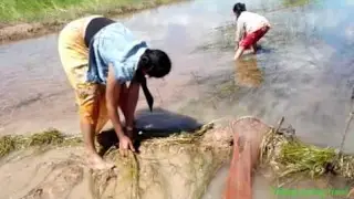 Beautiful girl fishing at rice farm-Net Fishing in Cambodia-How to catch snallest fish in Khmer