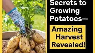 Secrets to Growing Potatoes at Home&mdash;Amazing Harvest Revealed!