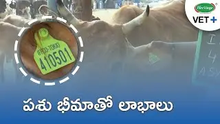 పశు భీమా | Cattle Insurance for dairy Farmers | Tagging | Retagging | Claim | Heritage Vet+ (తెలుగు)